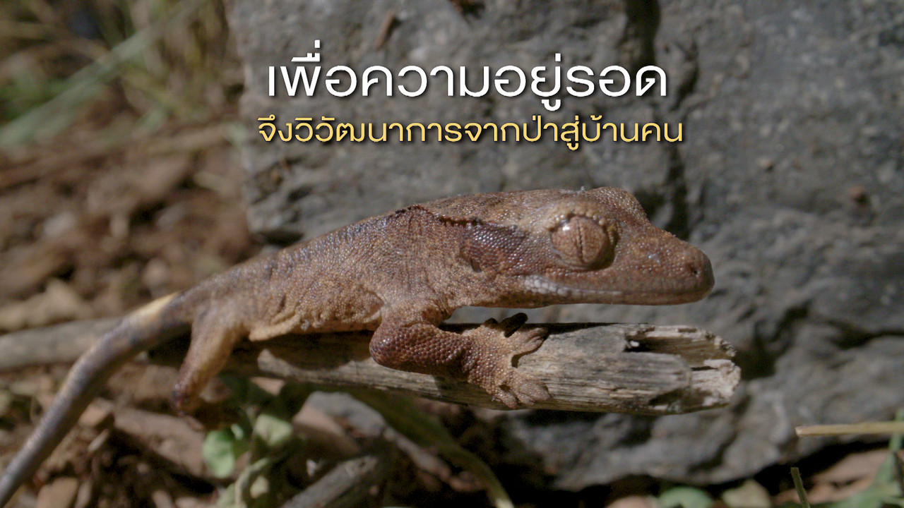 เกิดมาไมสัตว์ 2412653
