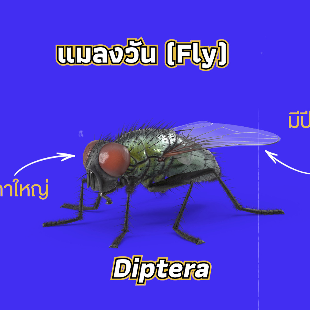 เกิดมาไมสัตว์ 1712653
