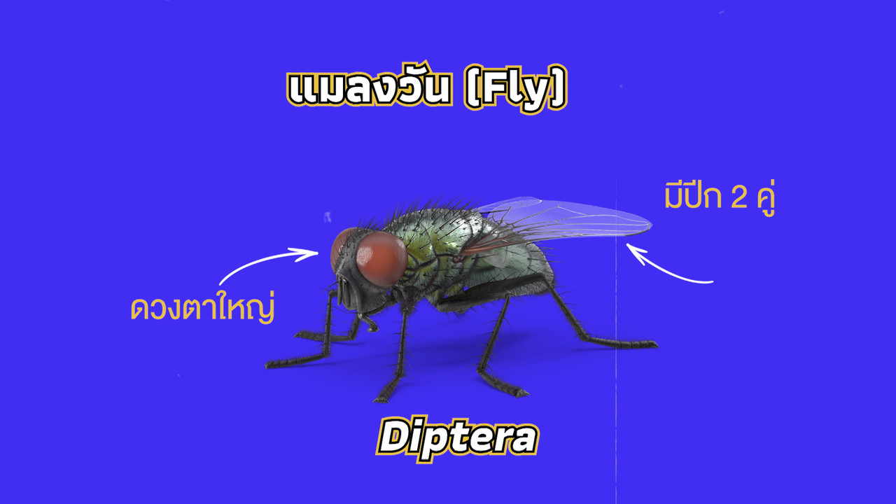 เกิดมาไมสัตว์ 1712653