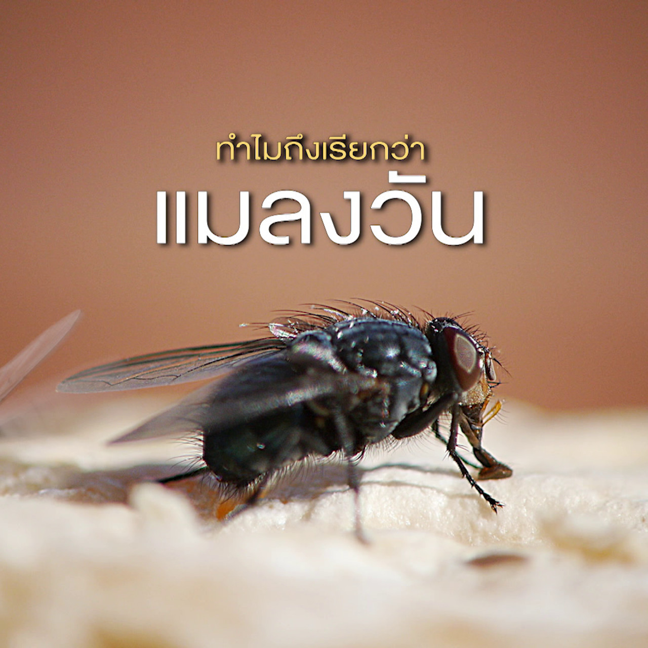 เกิดมาไมสัตว์ 1712652