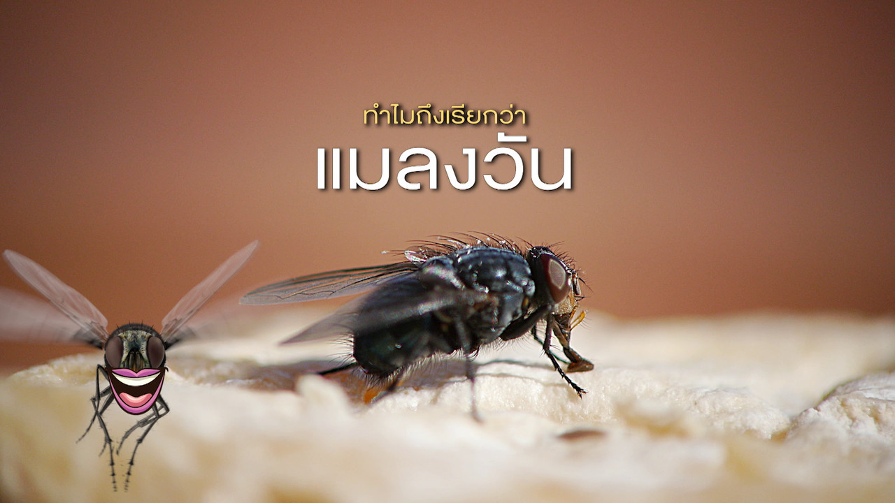 เกิดมาไมสัตว์ 1712652