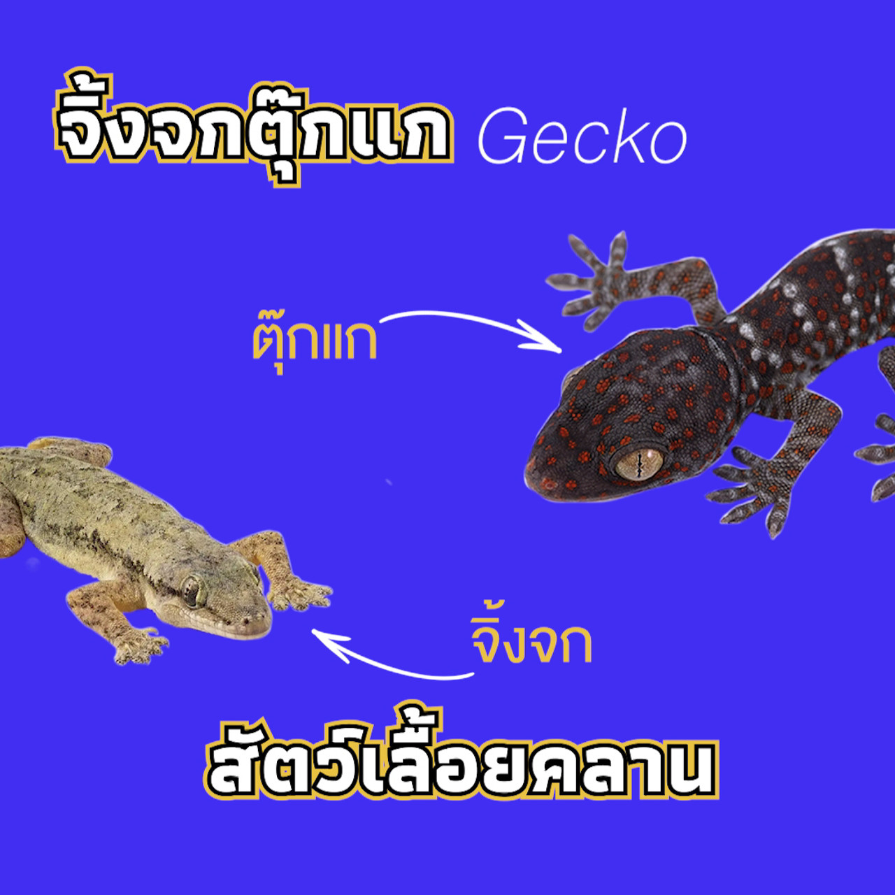 เกิดมาไมสัตว์ 2412652