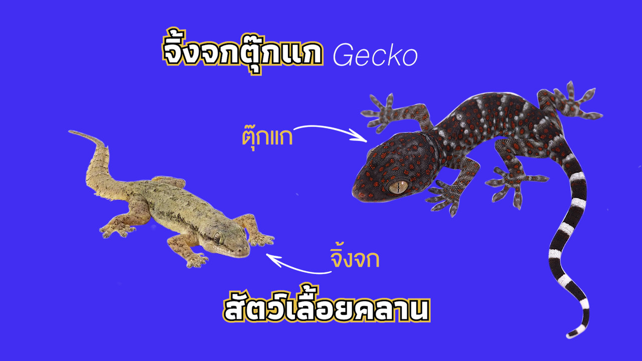 เกิดมาไมสัตว์ 2412652