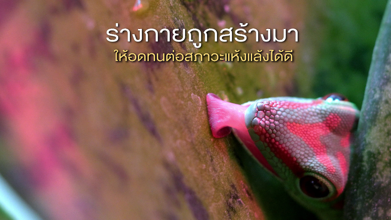 เกิดมาไมสัตว์ 2412655