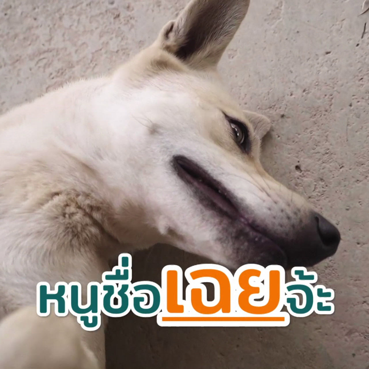 ตัวโปรดตัวป่วน_651028_1