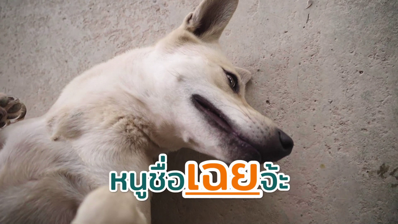 ตัวโปรดตัวป่วน_651028_1