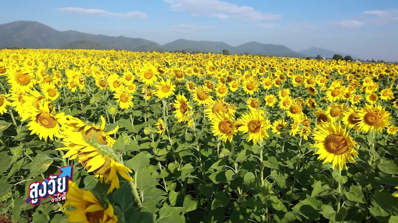 AgedVariety_651230-9