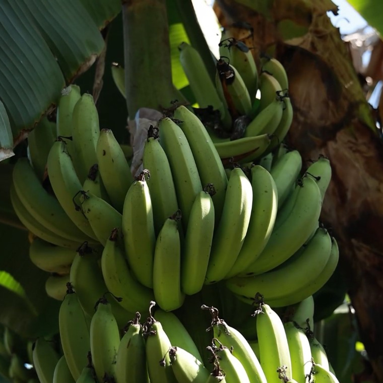 AgedVariety_660203-3
