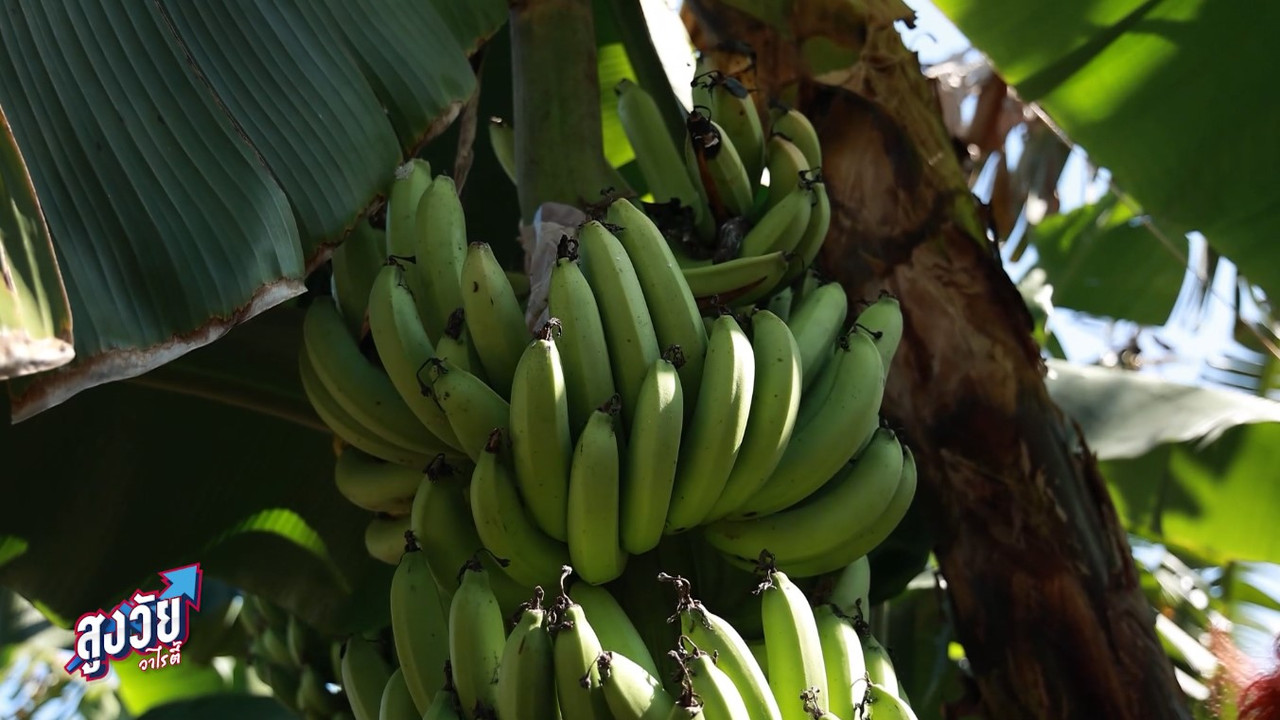 AgedVariety_660203-3