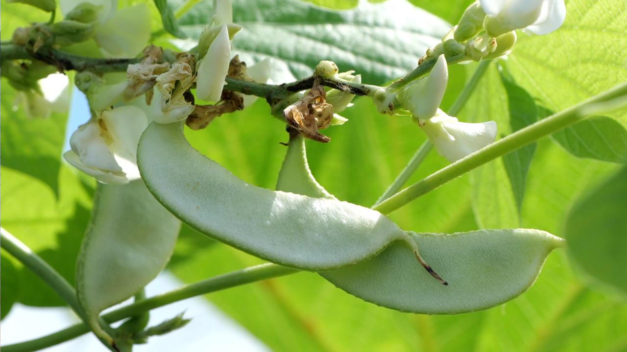 MhoKhaoMhoGang661231-2