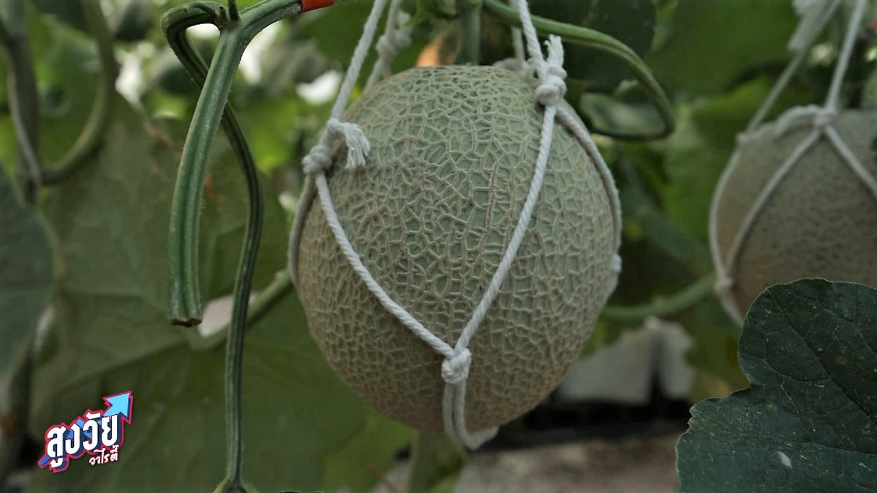 AgedVariety_670209-4