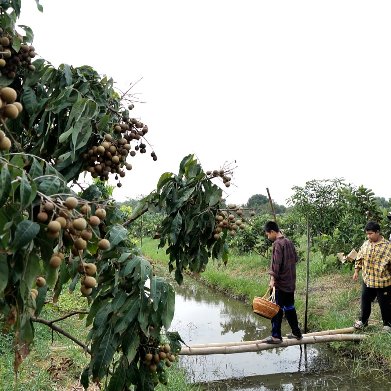 MhoKhaoMhoGang670225-1