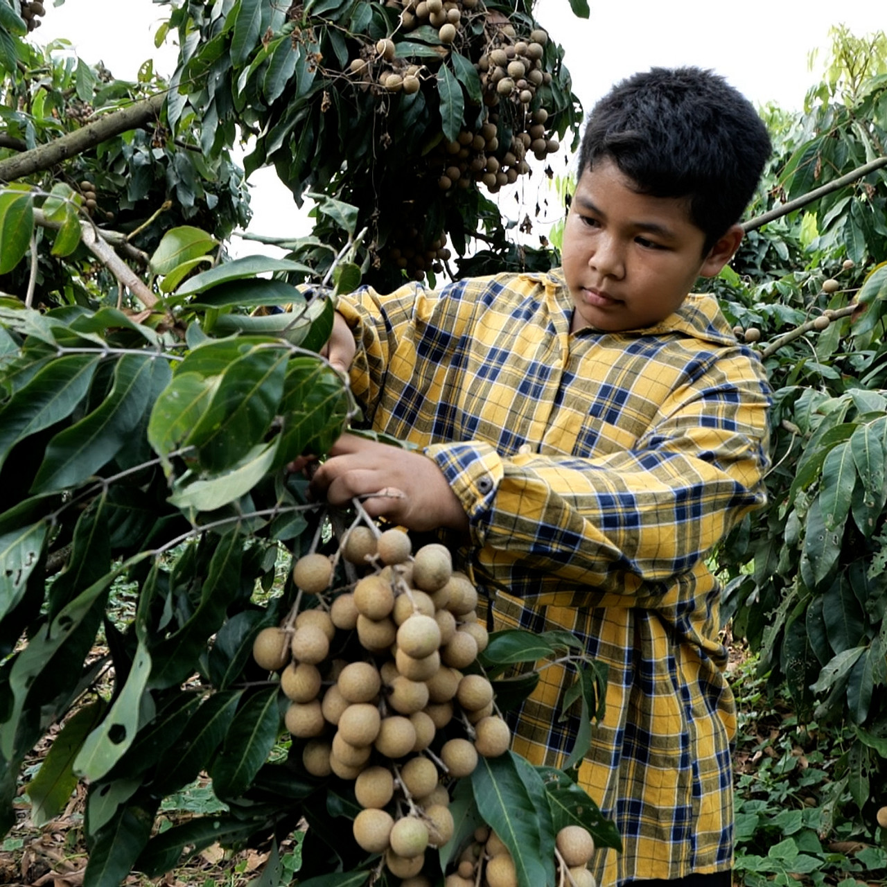 MhoKhaoMhoGang670225-5