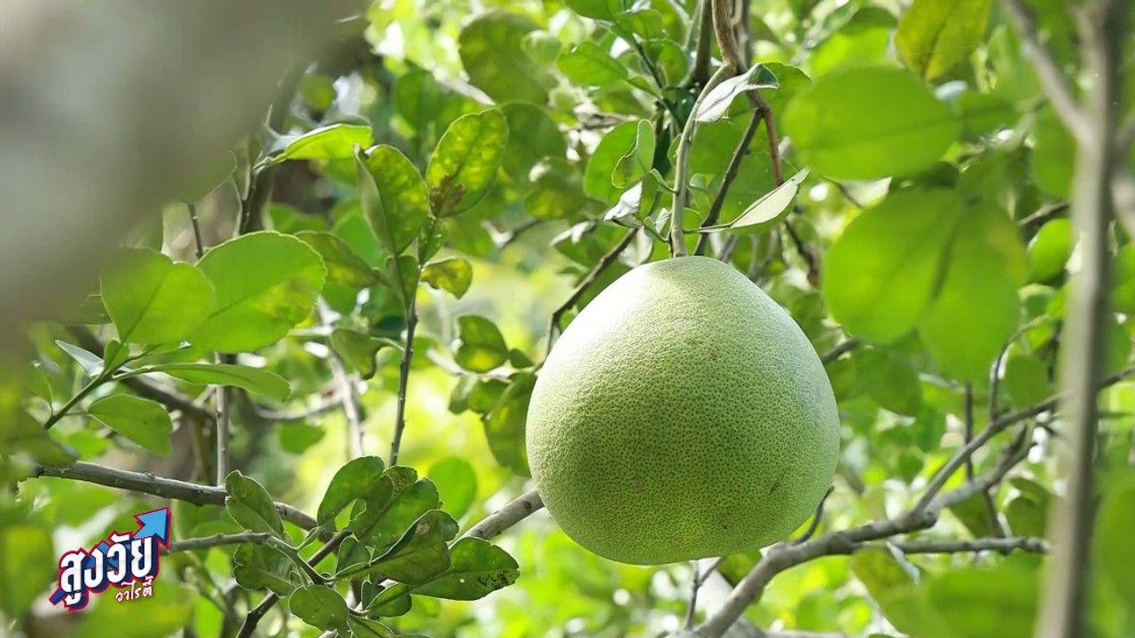 AgedVariety_670405-4