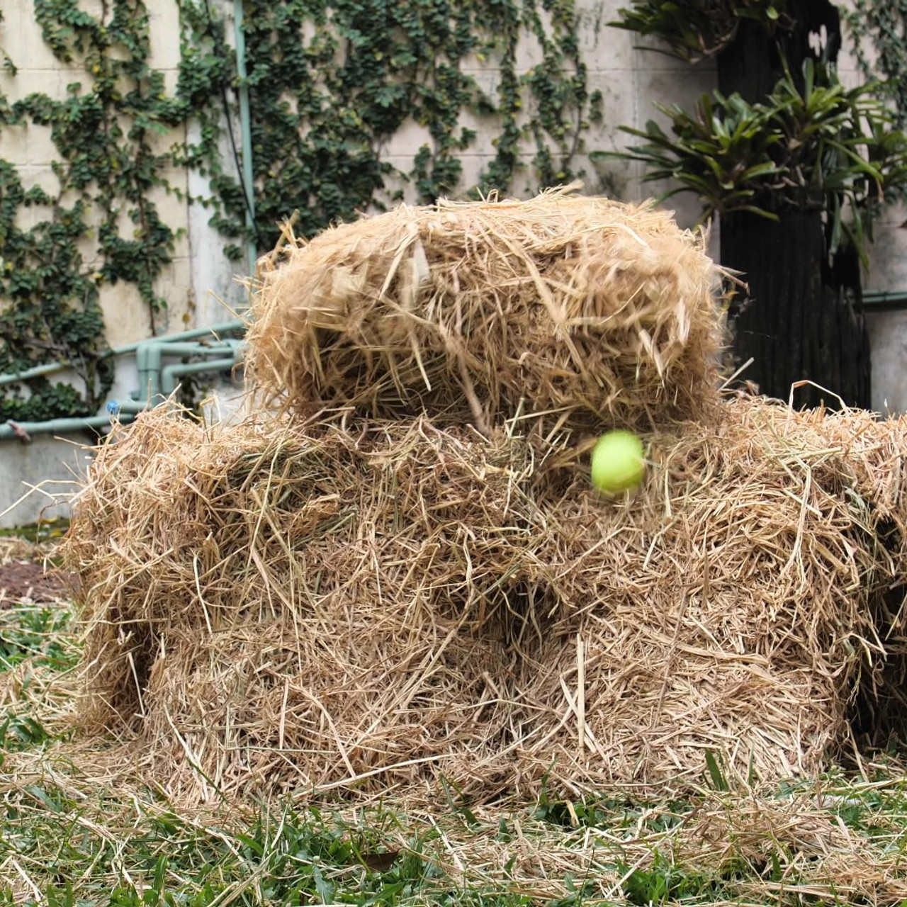 Witnoi_Omni_670821_5