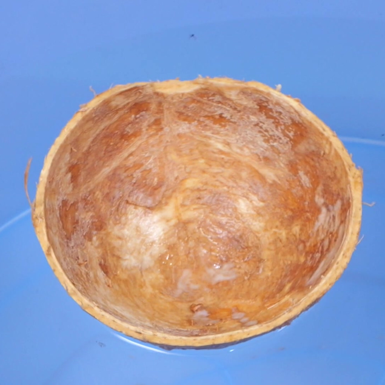 Witnoi_Omni_670908_1