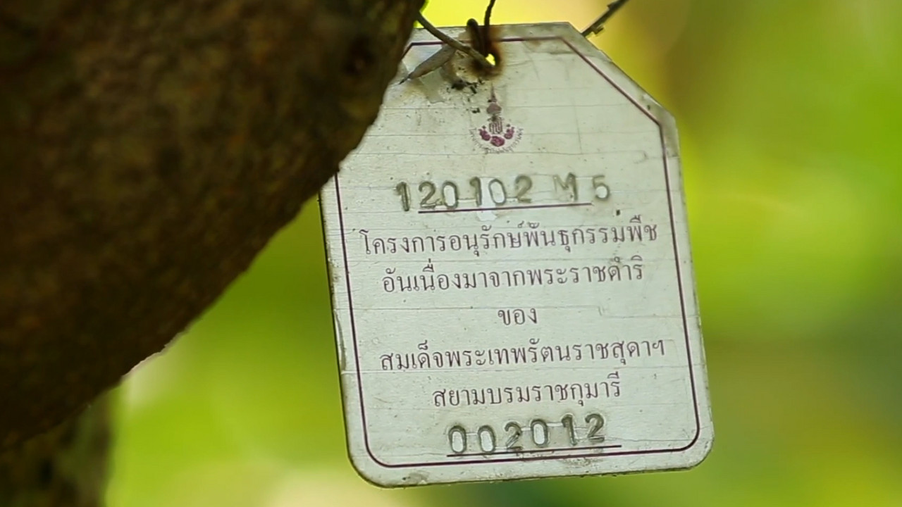 ทุเรียนนนท์ (10)