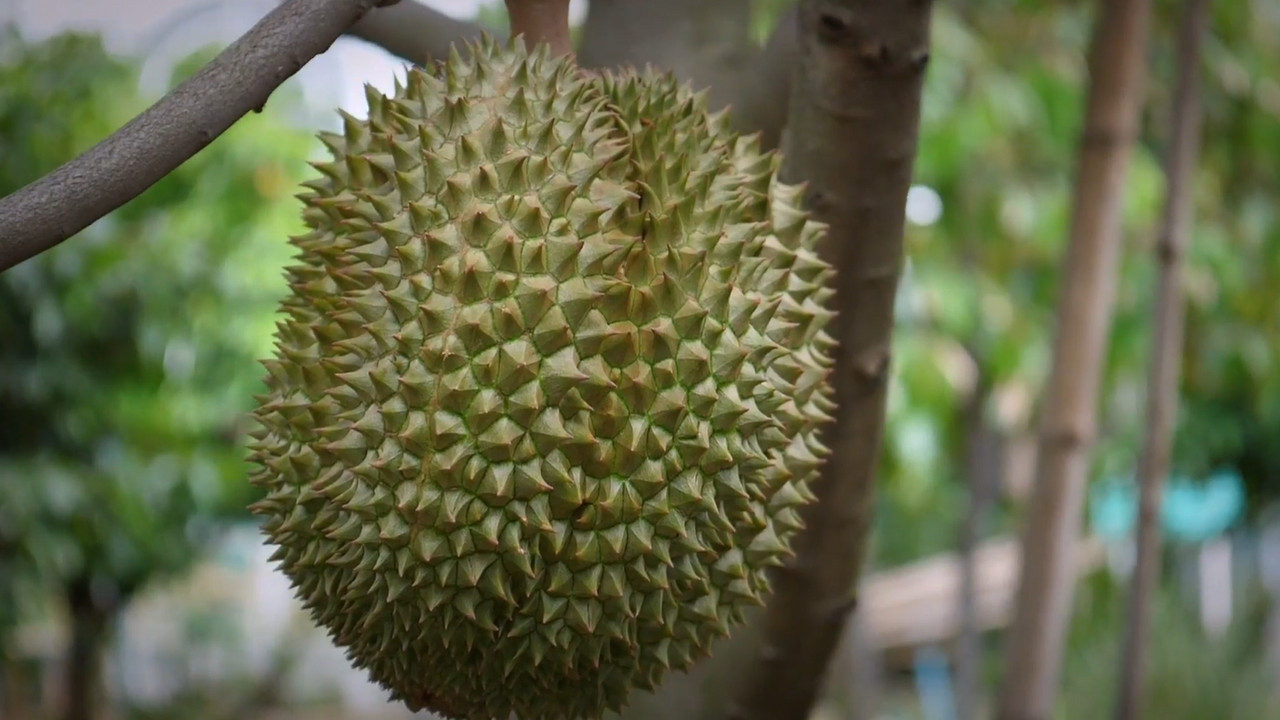 ทุเรียนนนท์ (3)