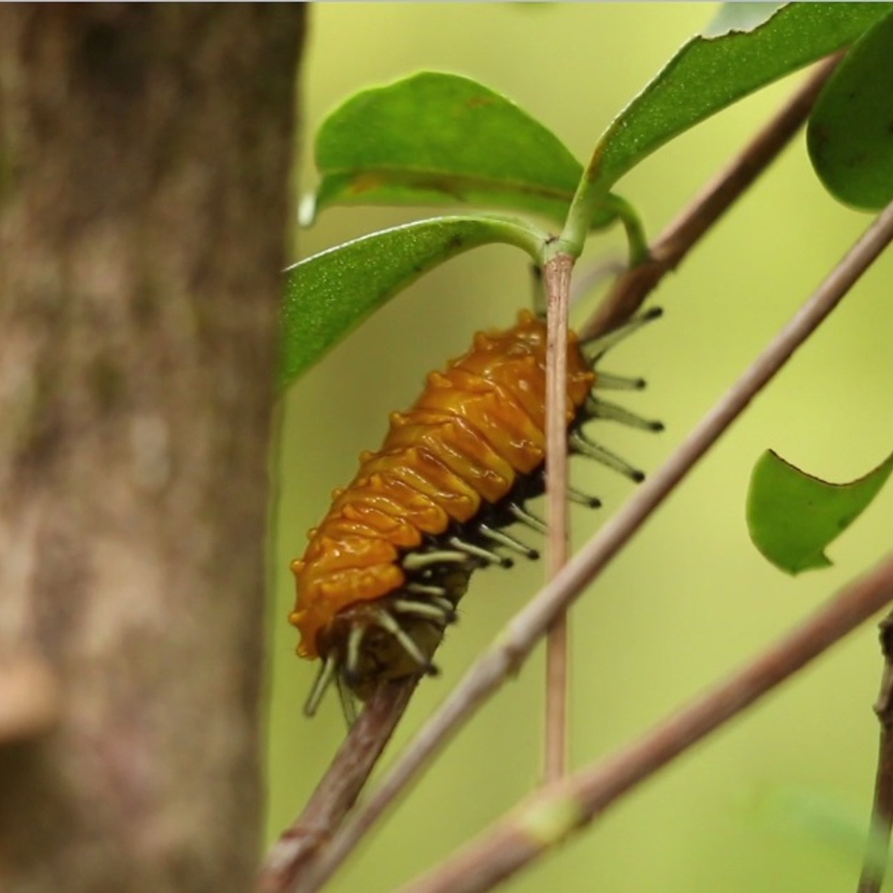 nature_580520_6