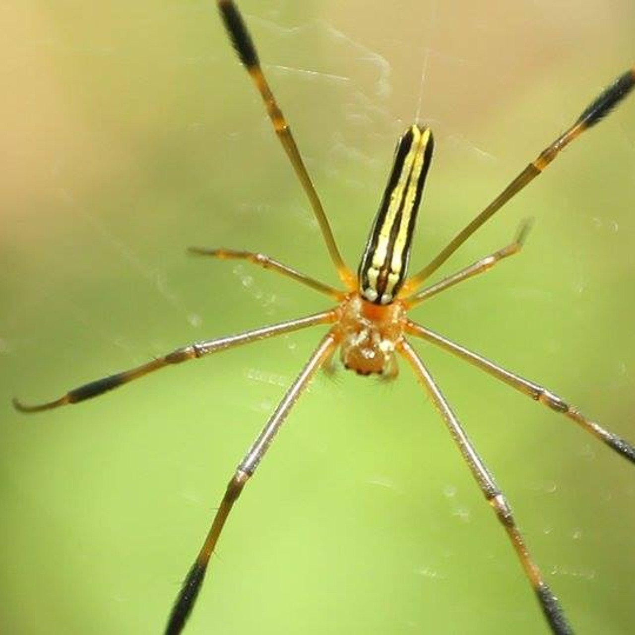 nature_580520_4
