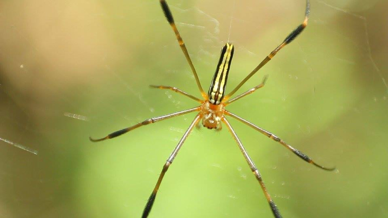 nature_580520_4