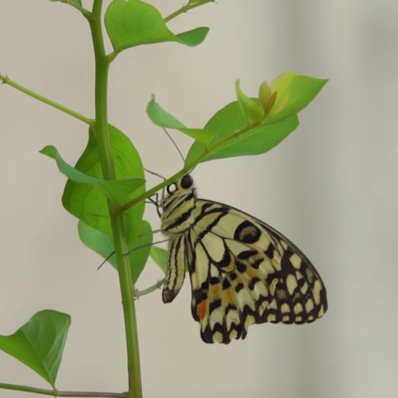 NatureSpy_630701 (1)