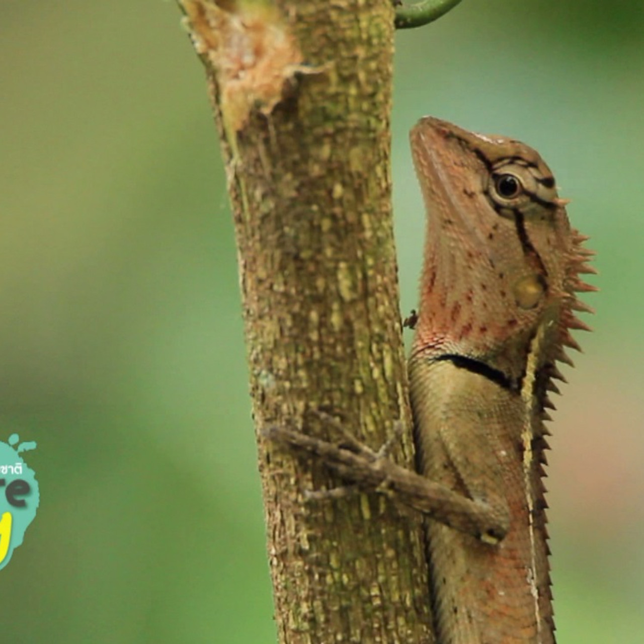 nature_590411_6