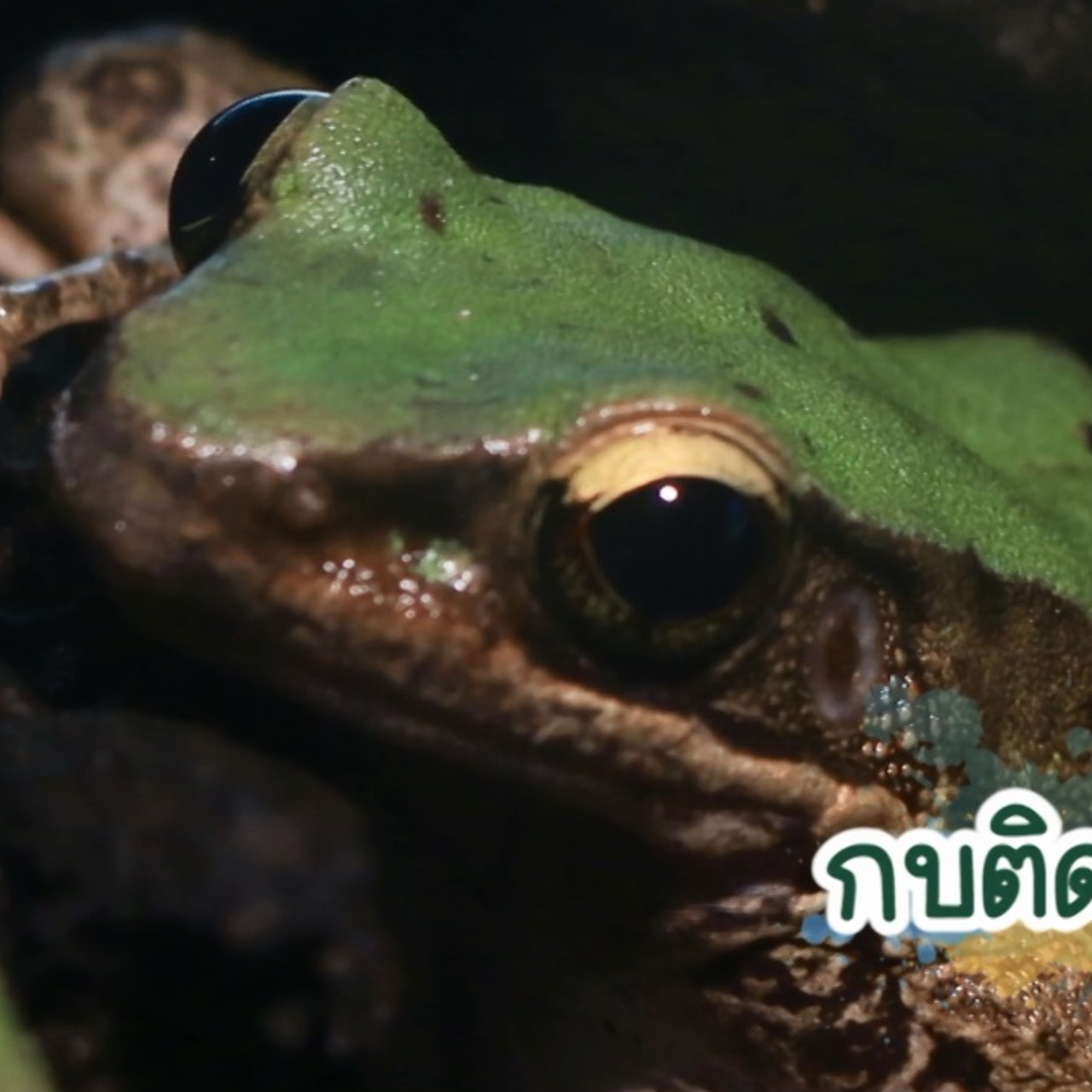 NatureSpy630928-06