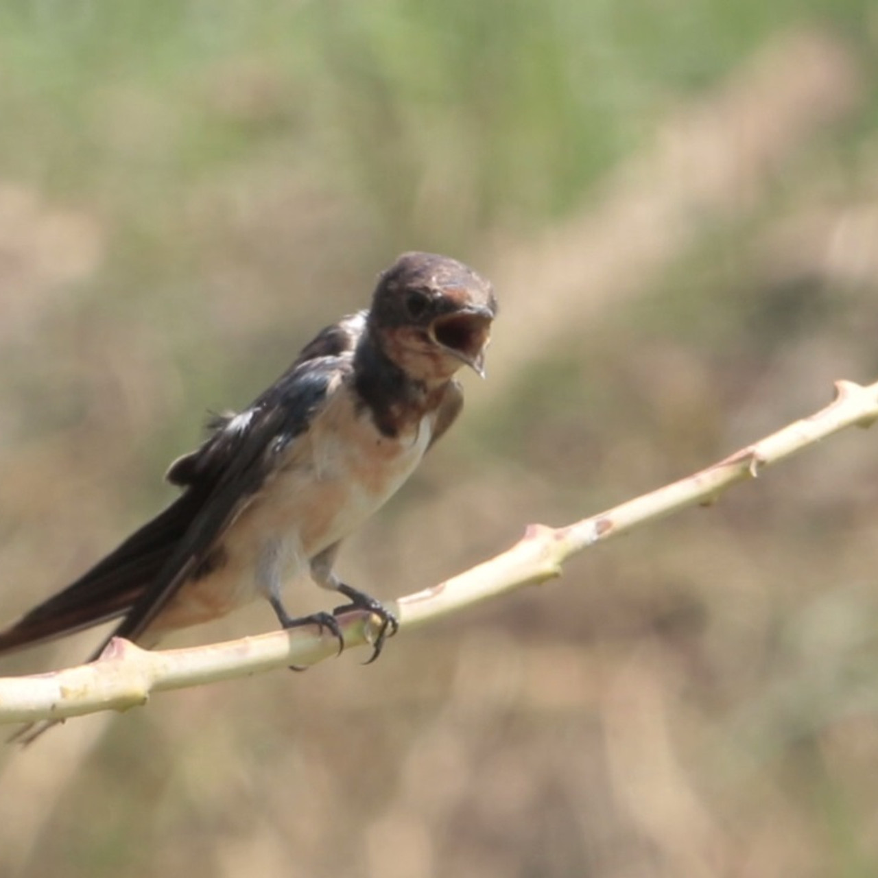 NatureSpy631001-05