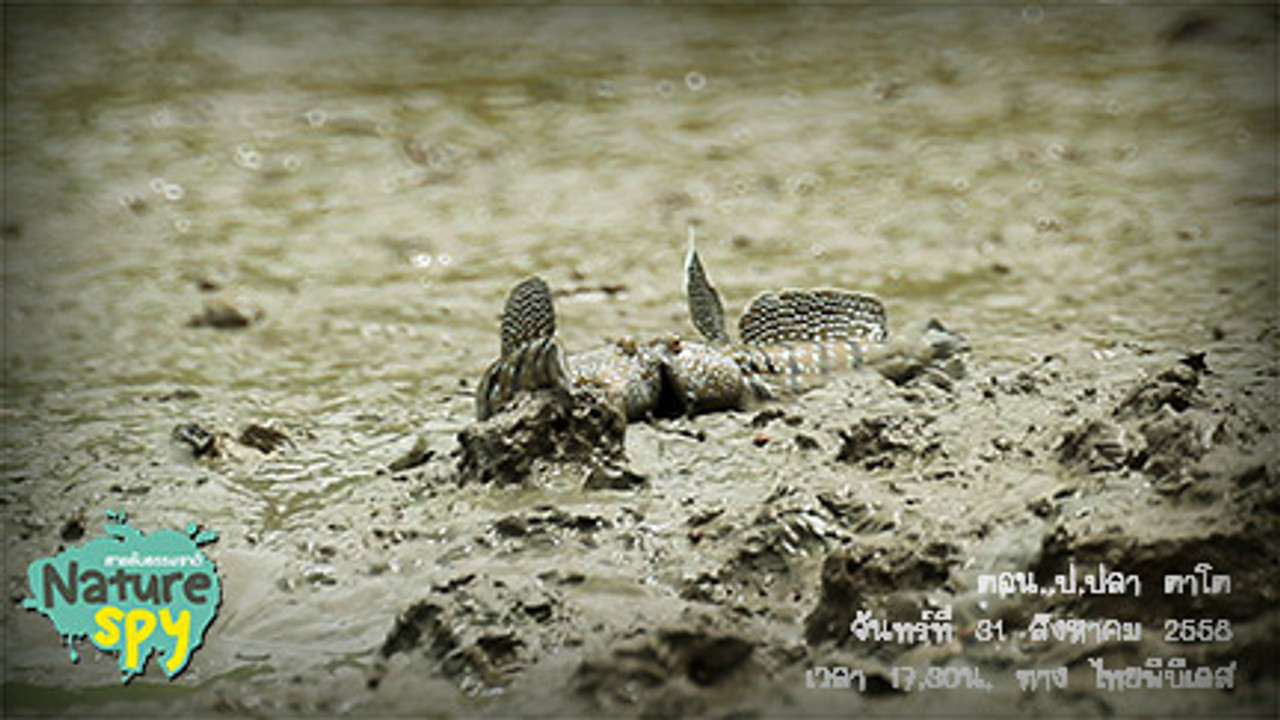 NatureSpy631001-05