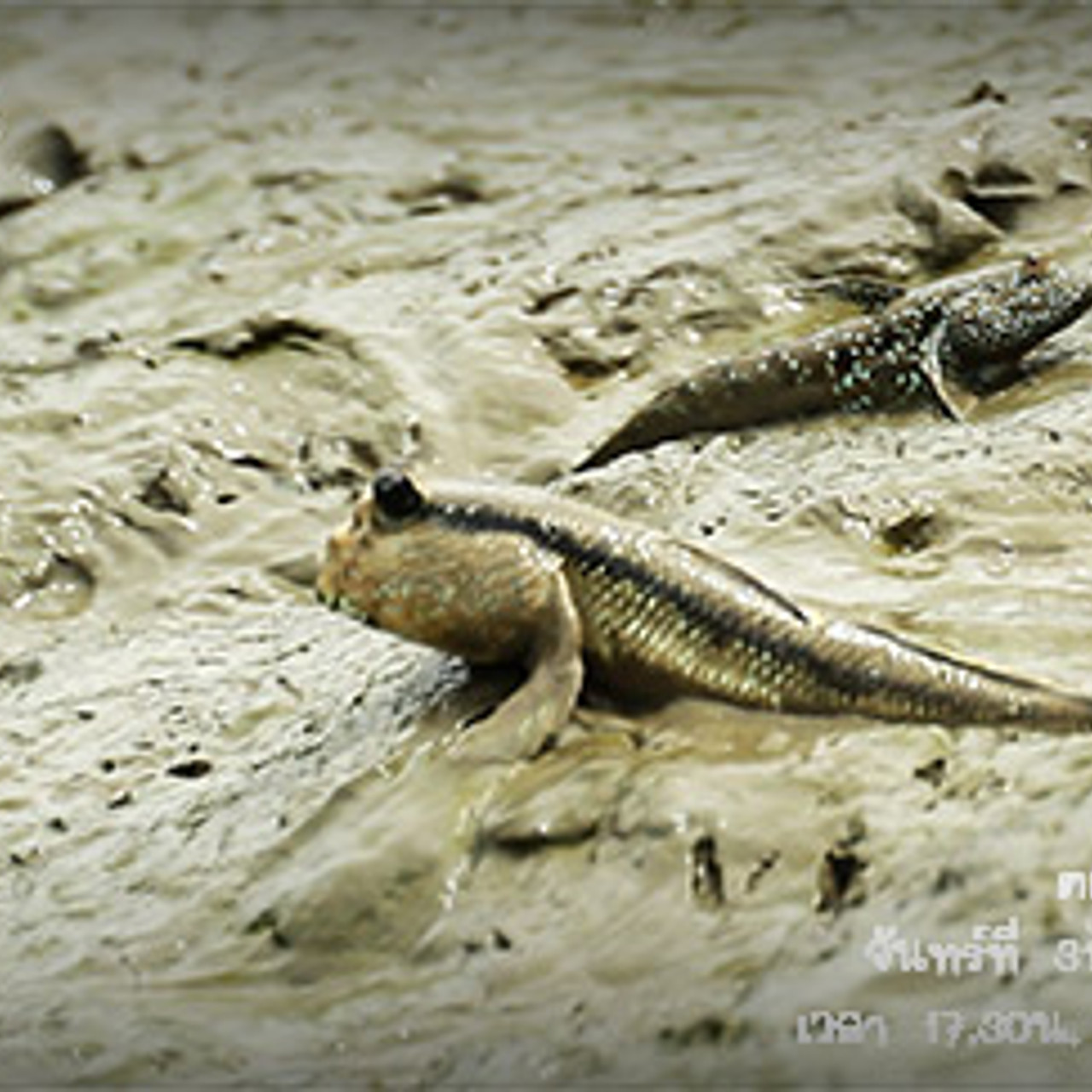 NatureSpy631001-03