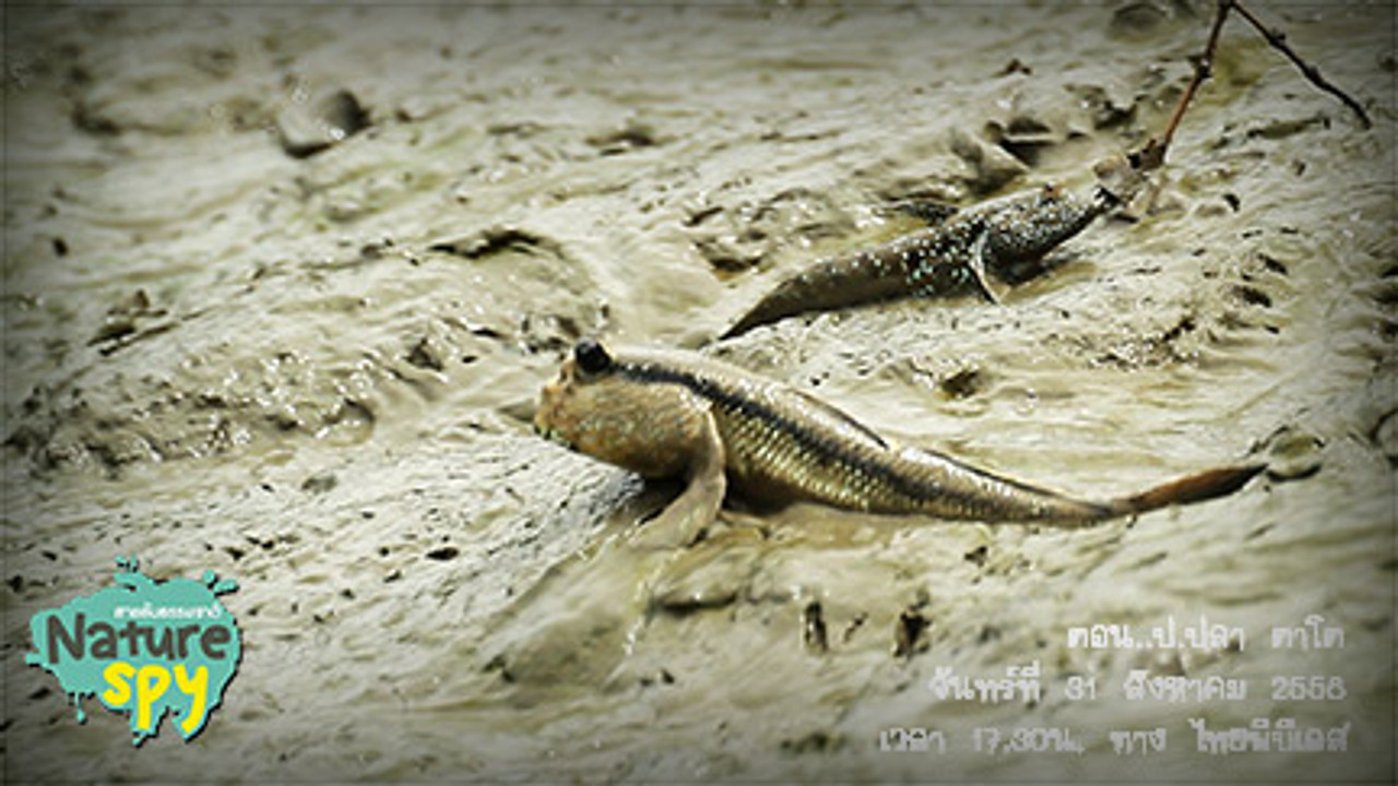 NatureSpy631001-03
