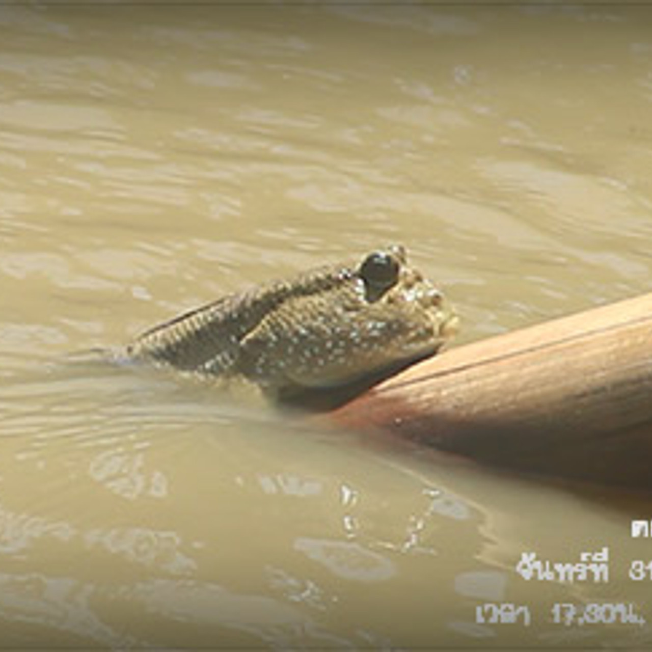NatureSpy631001-04