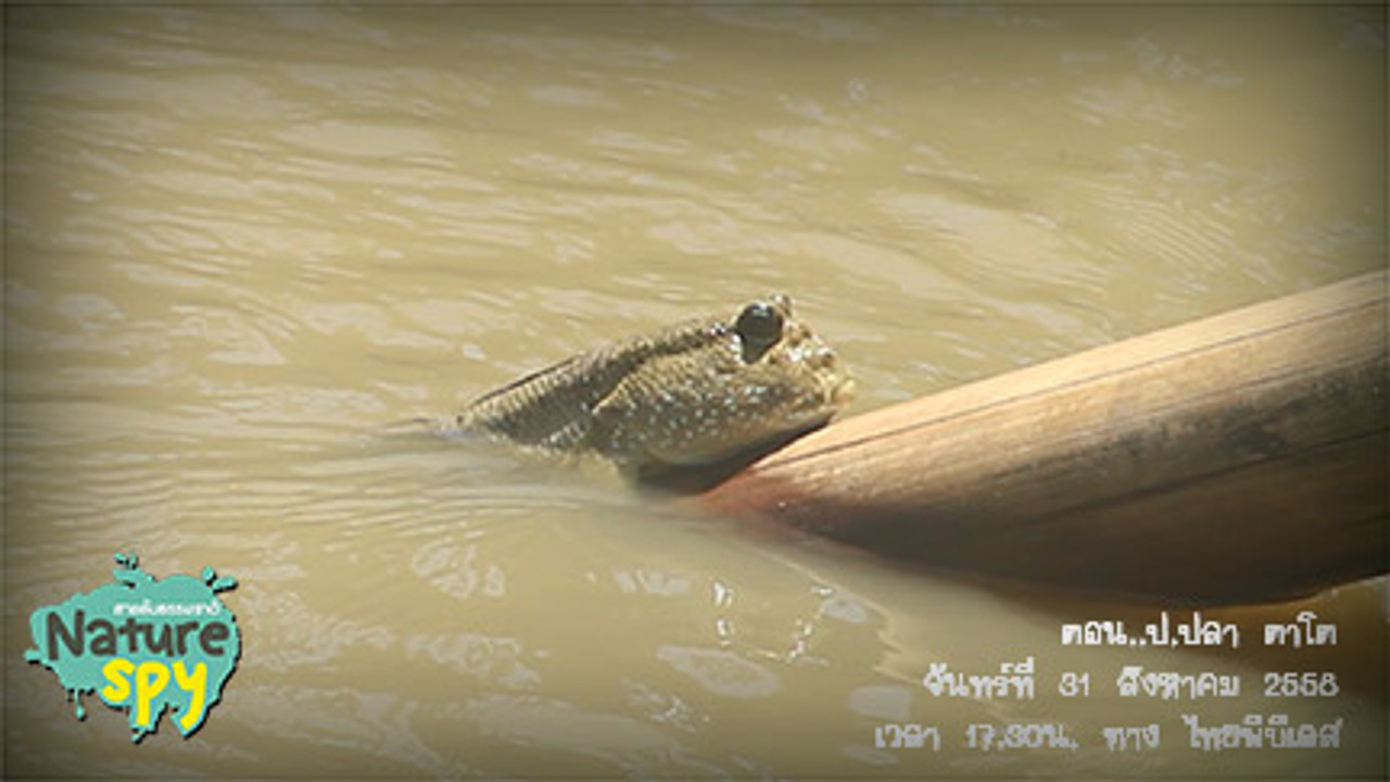 NatureSpy631001-04