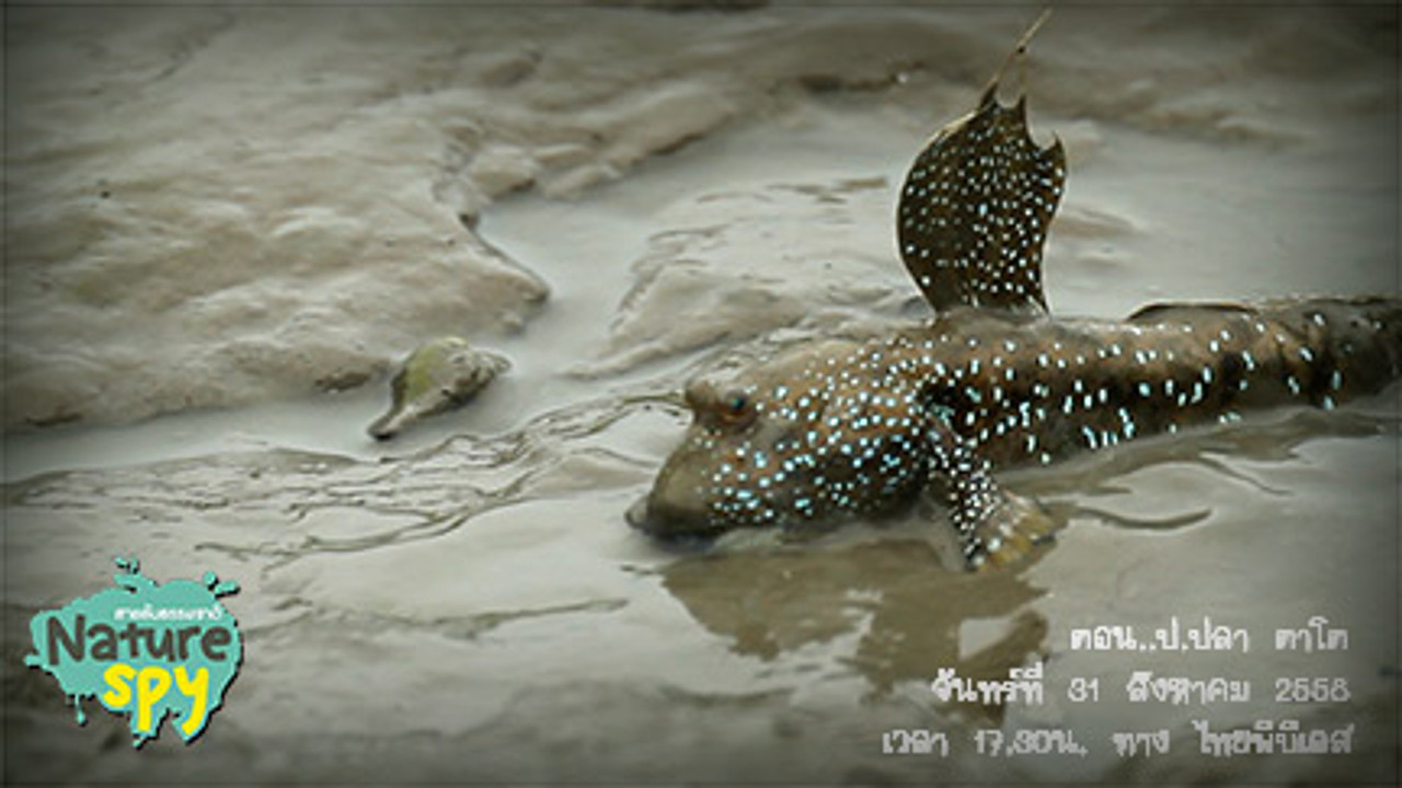 NatureSpy631001-07