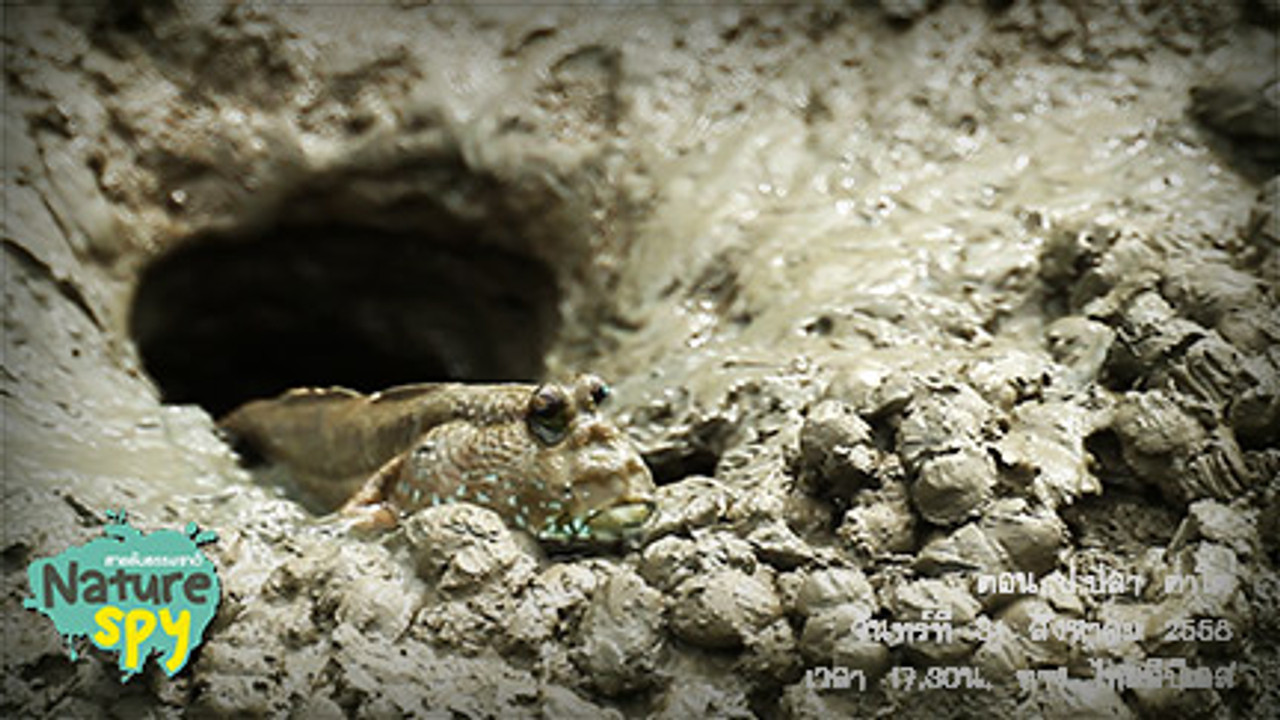 NatureSpy631001-02