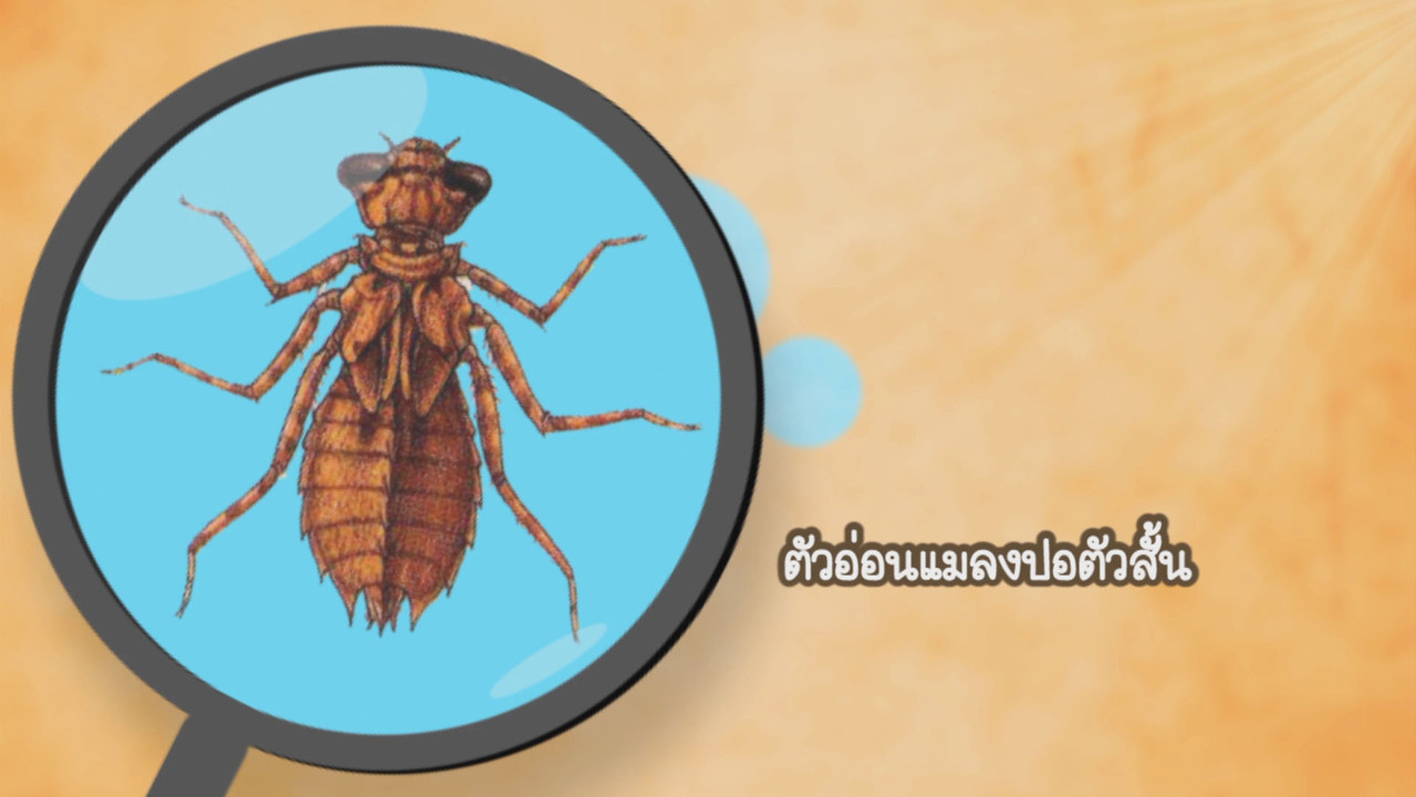NatureSpy631009-04