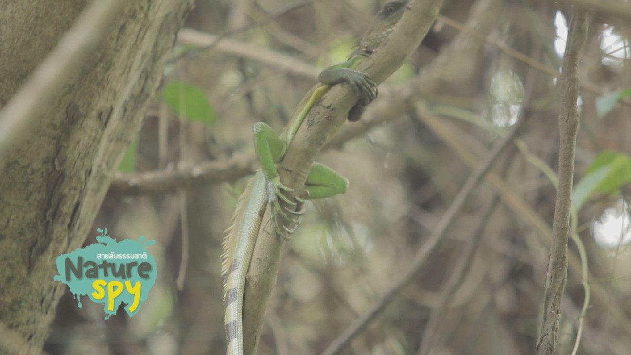 NatureSpy630922-01