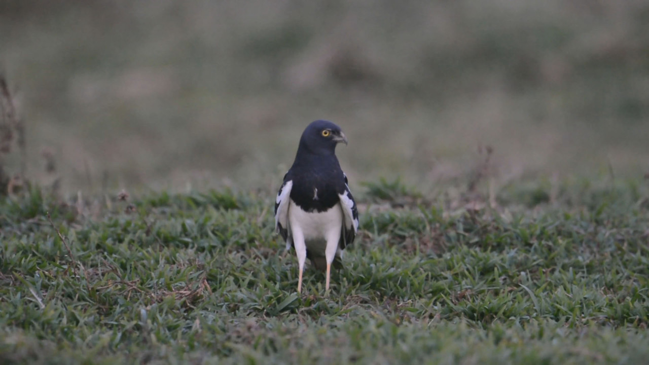 NatureSpy631012-08