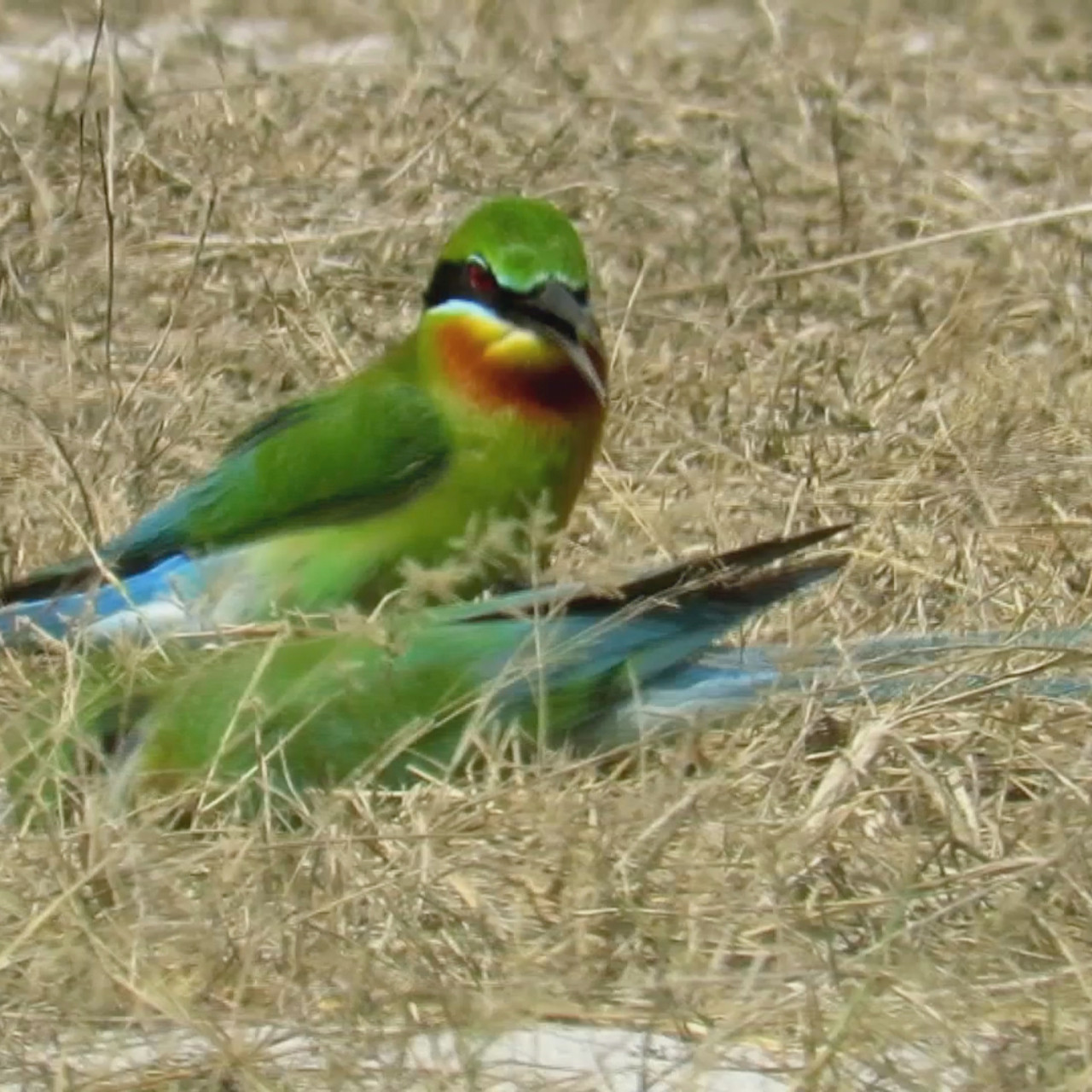 NatureSpy631015-04
