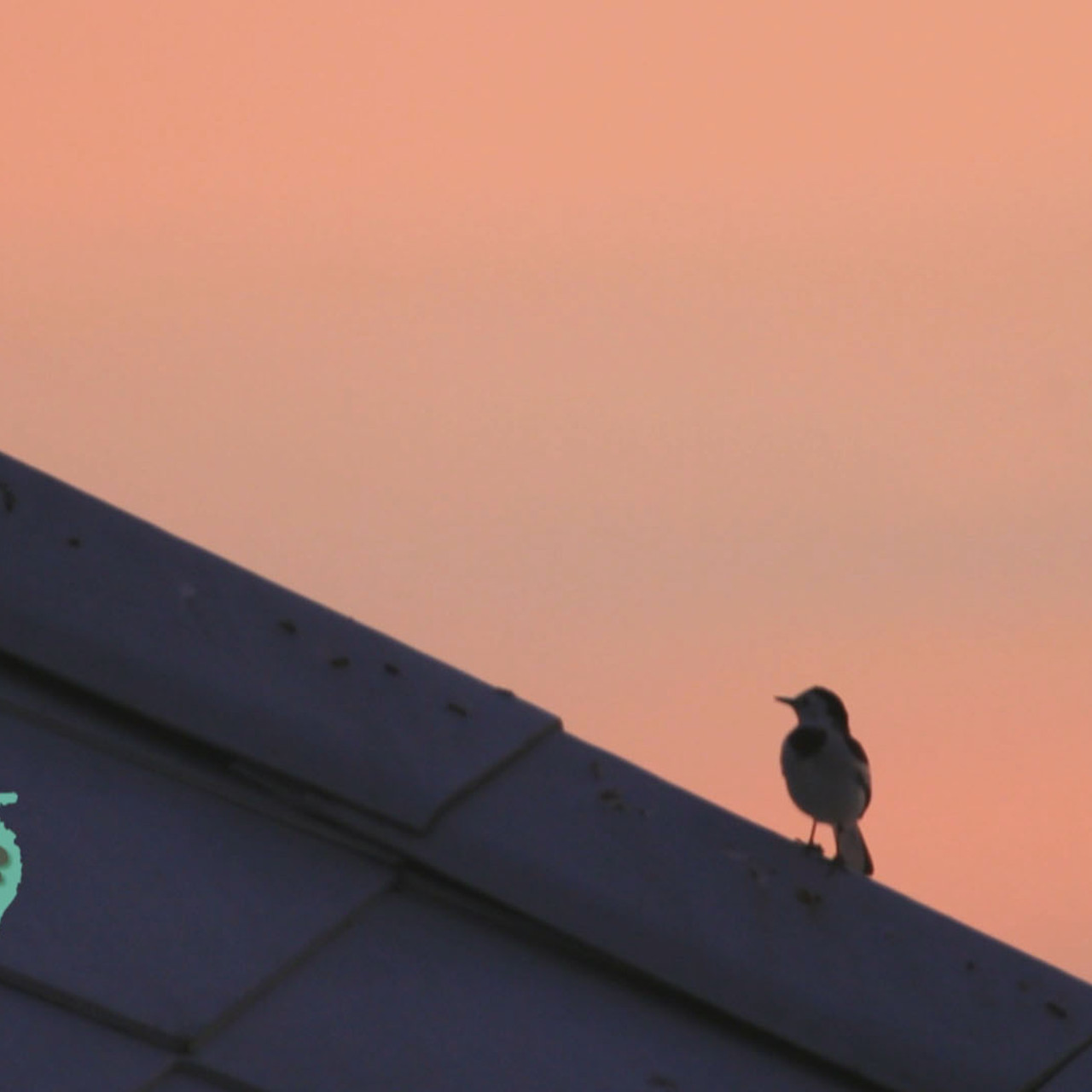 NatureSpy631016-03