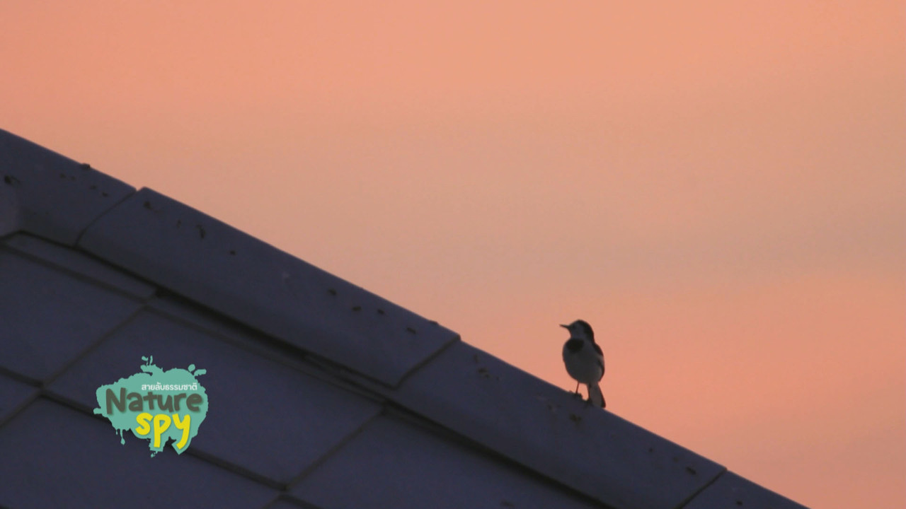 NatureSpy631016-03