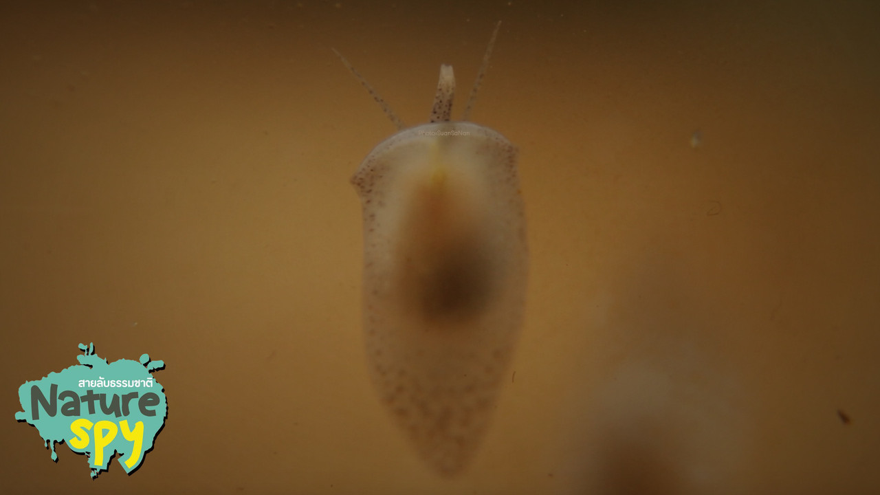 NatureSpy631103-04