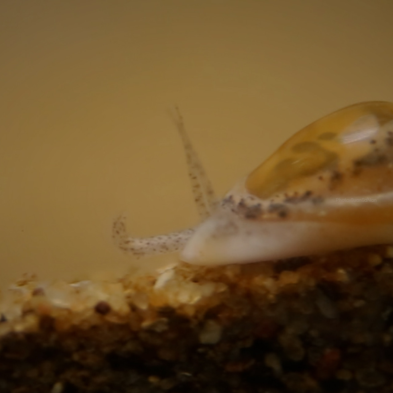 NatureSpy631103-02