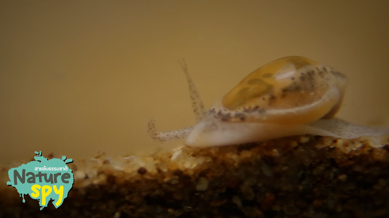 NatureSpy631103-02