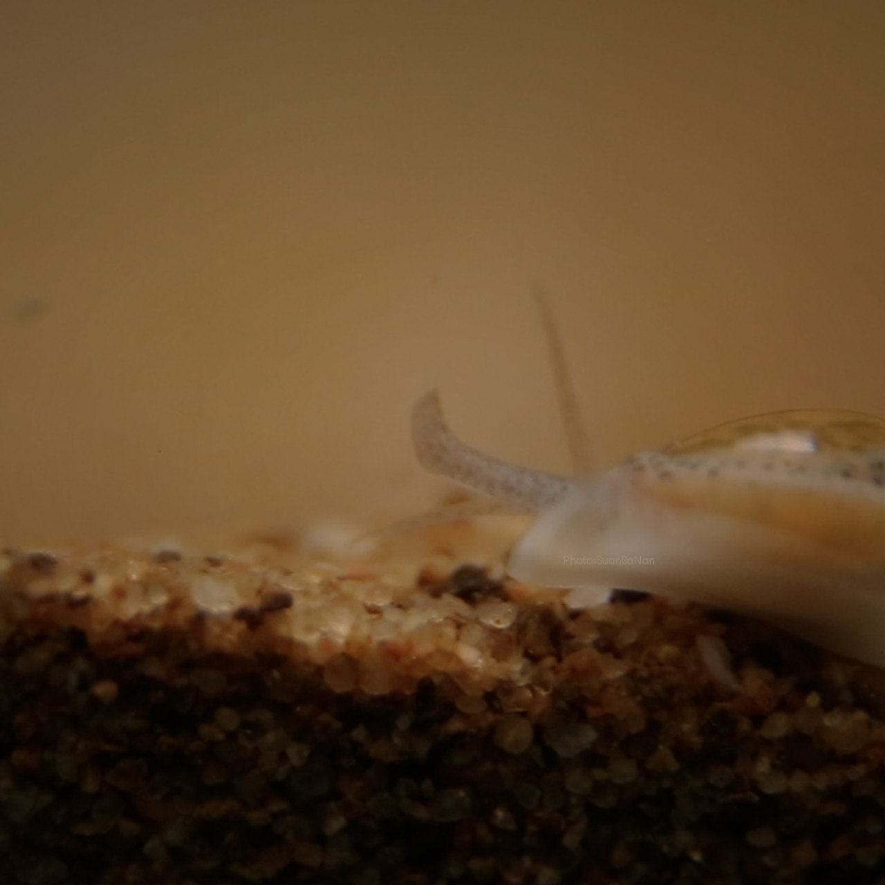 NatureSpy631103-05