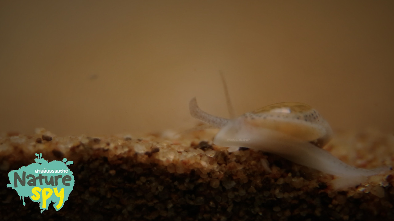 NatureSpy631103-05
