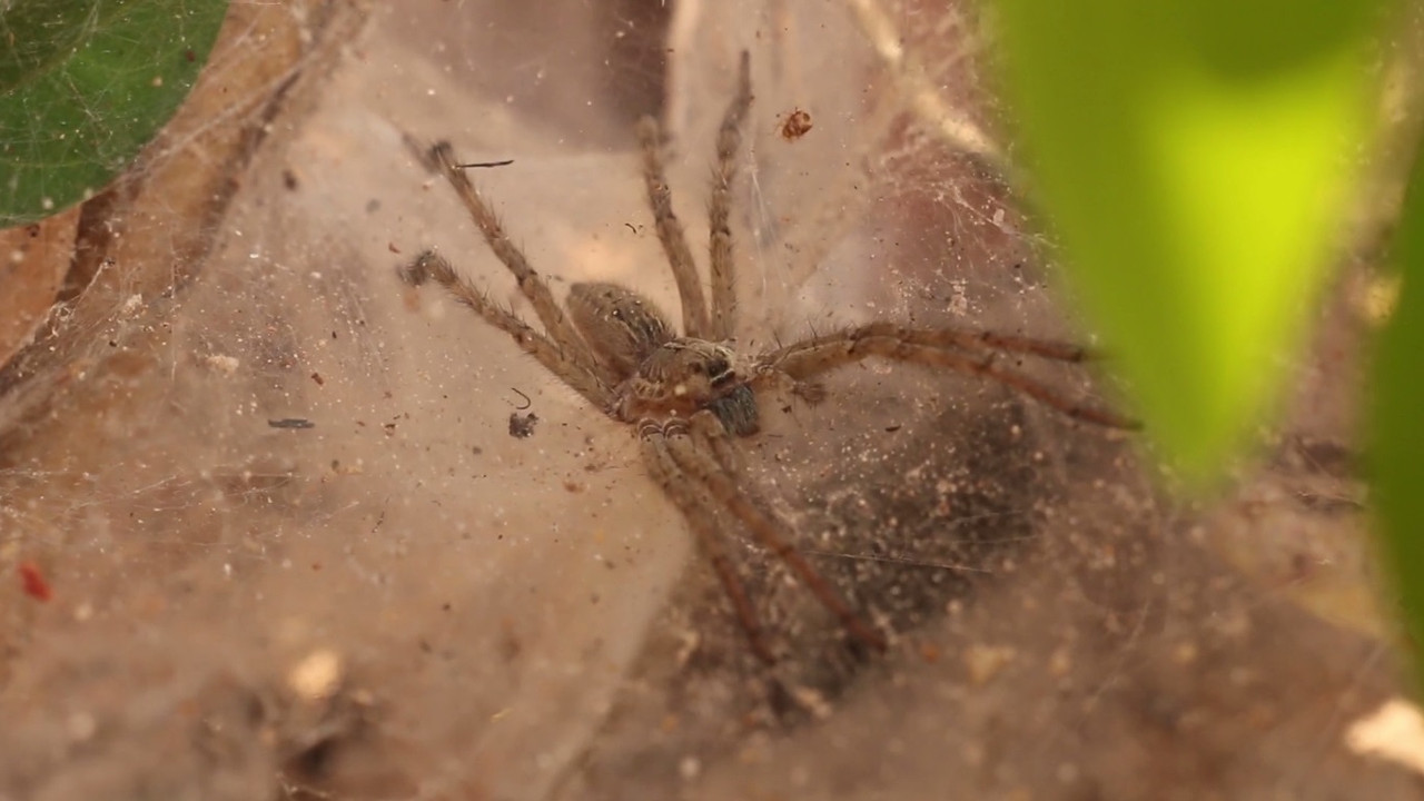 NatureSpy631104-06