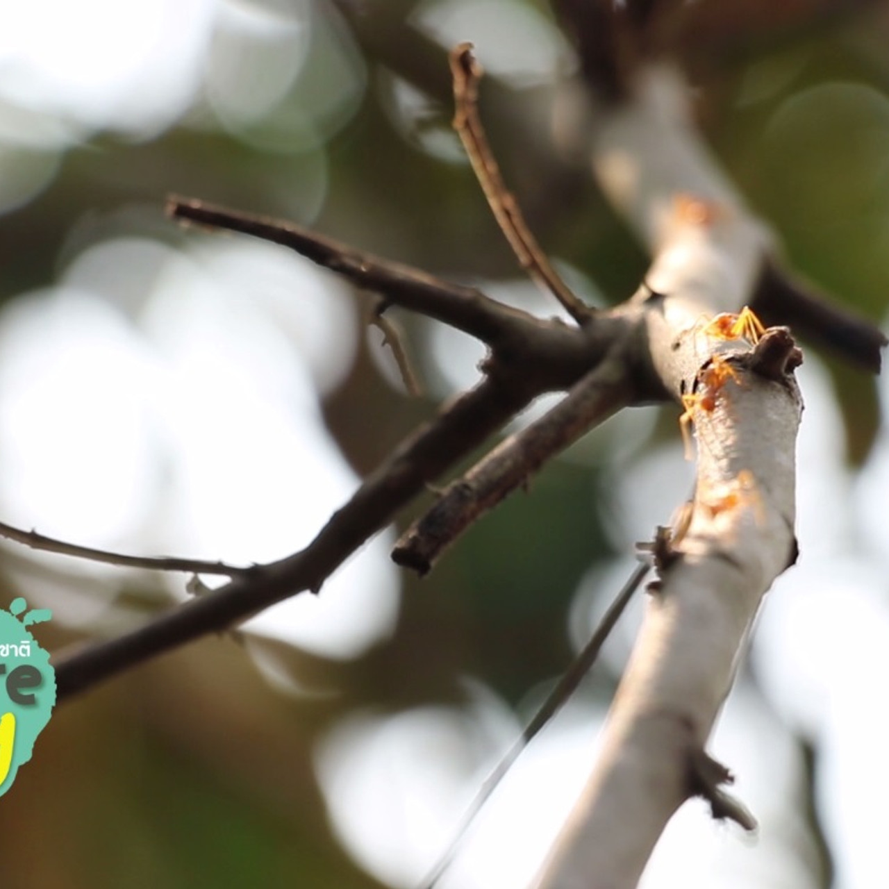 NatureSpy631104-02