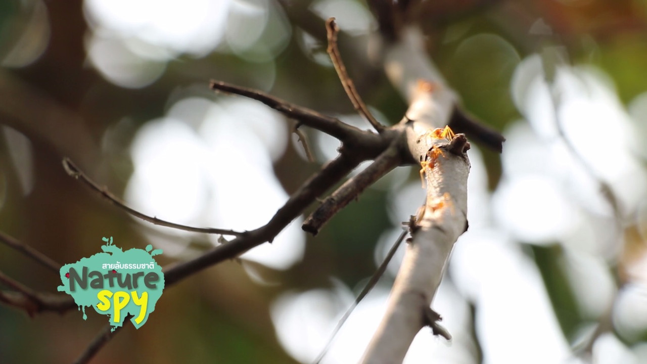 NatureSpy631104-02